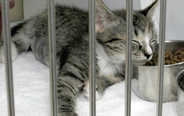 Kitten in Shelter